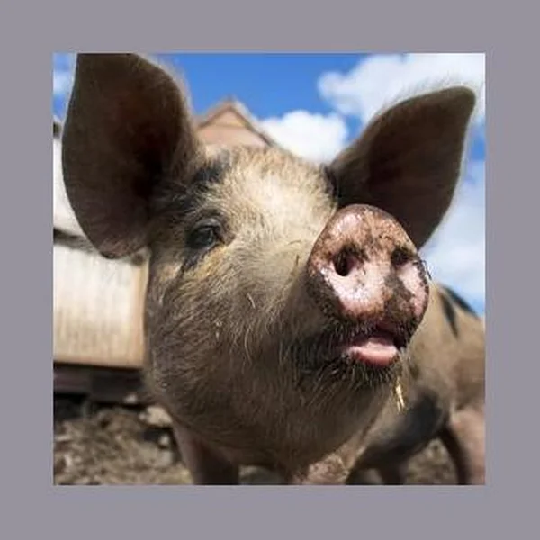 Pigpen Radio logo