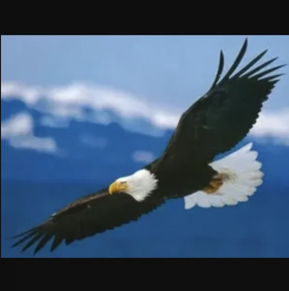 Eagle FM logo
