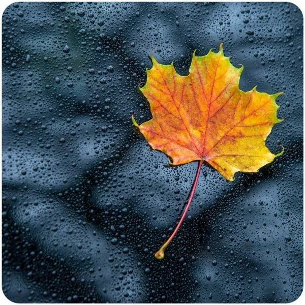 Nature Radio Rain logo